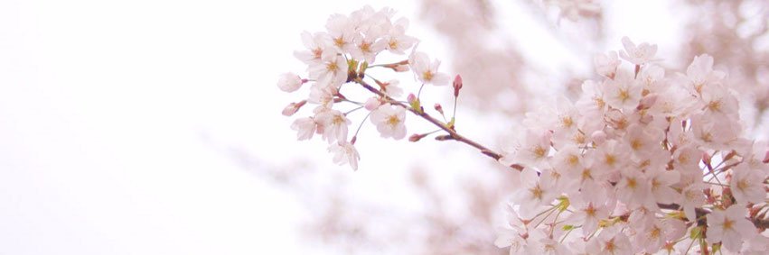 2011orfe's profile banner image