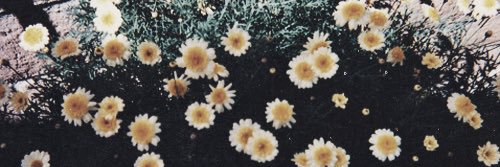 _ddaninunes's profile banner image