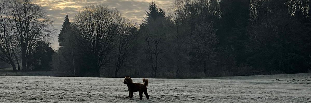 adelegardner's profile banner image
