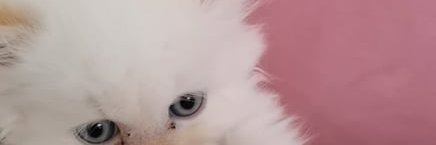 alidenmark_ali's profile banner image