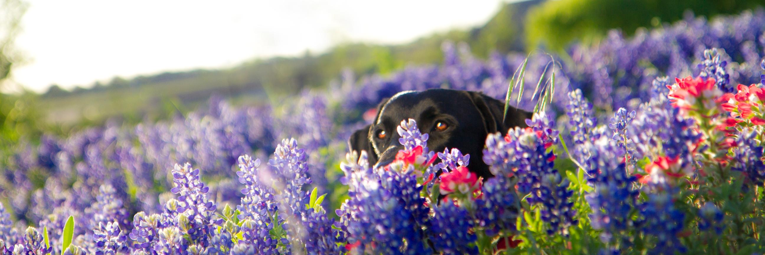 ADustyDog's profile banner image