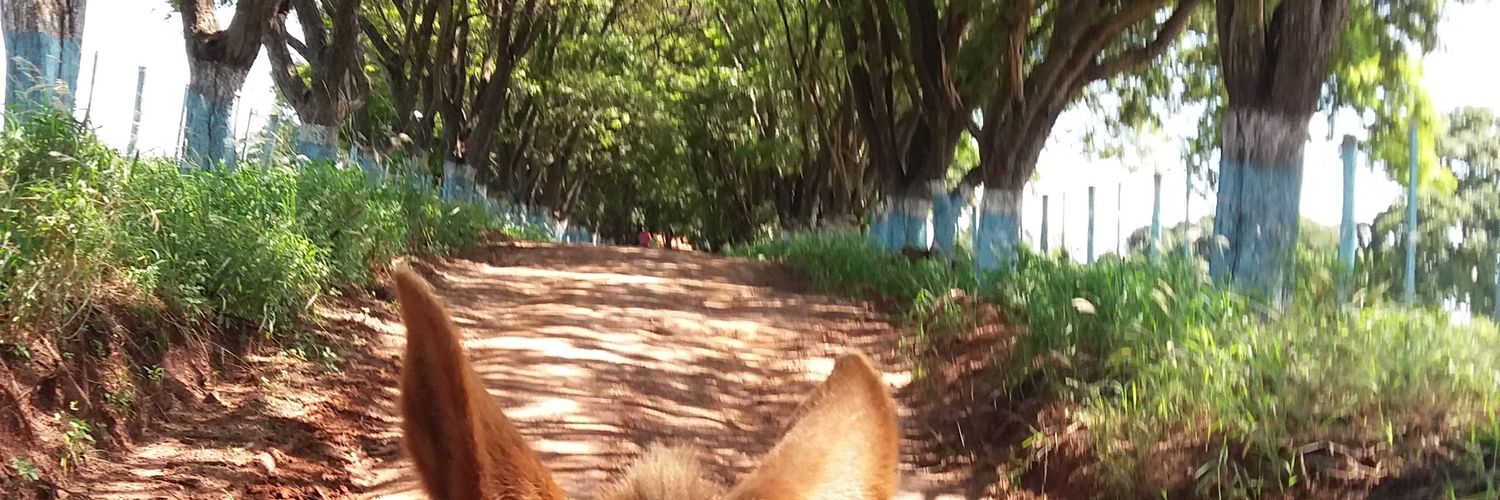 BerttiJr's profile banner image