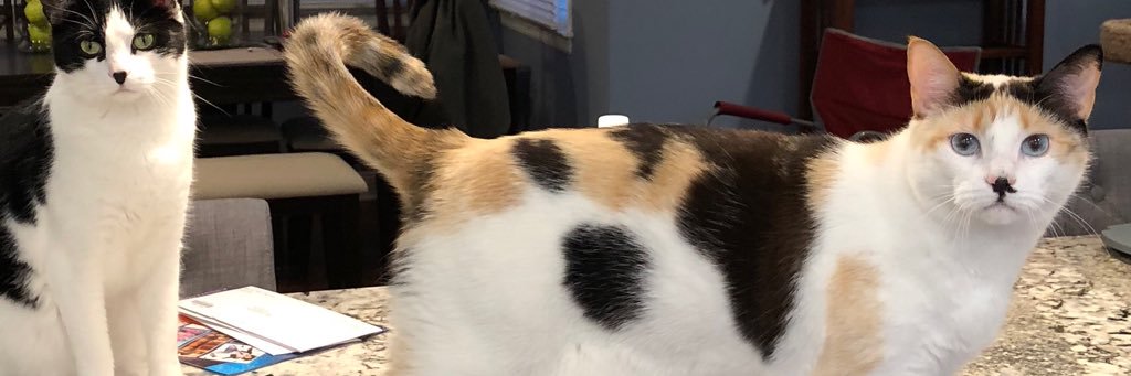 lachelree's profile banner image