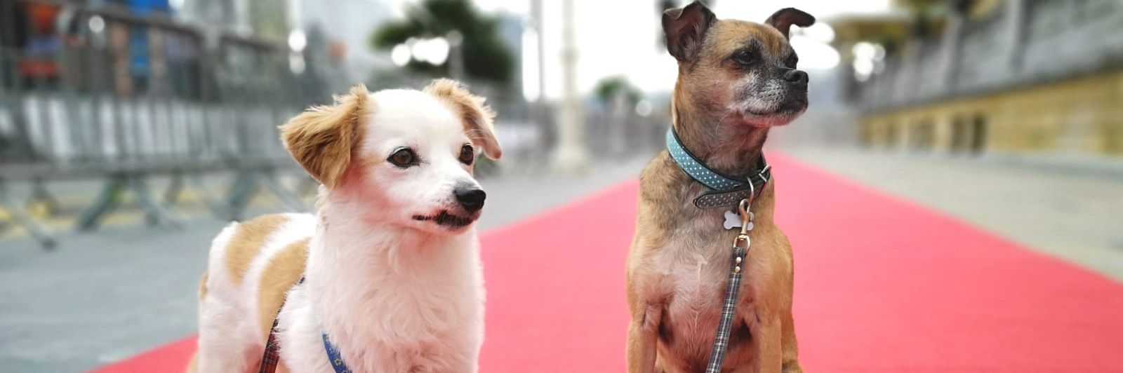 Jon Bandrés Bengoetxea JON BB banner