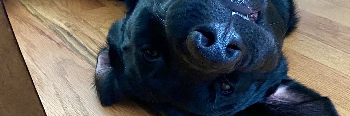 MiloManBlackLab's profile banner image