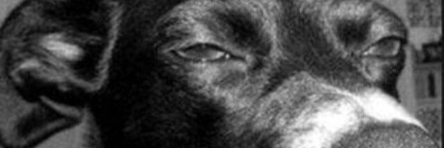 monicalmeida's profile banner image