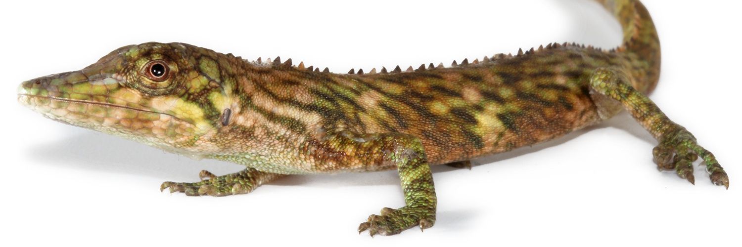 Fernando Ayala banner