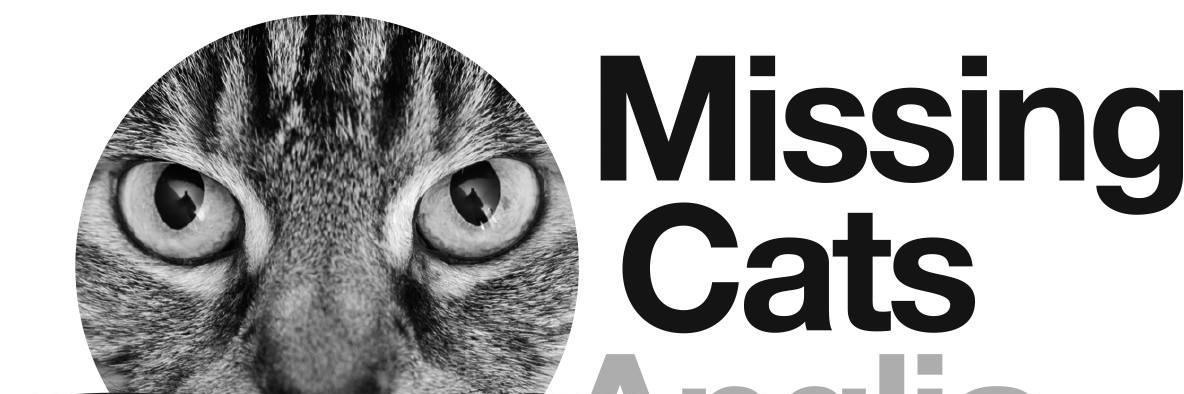 Missing Cats RT banner