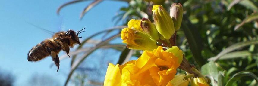 Irish Bee Keeper banner