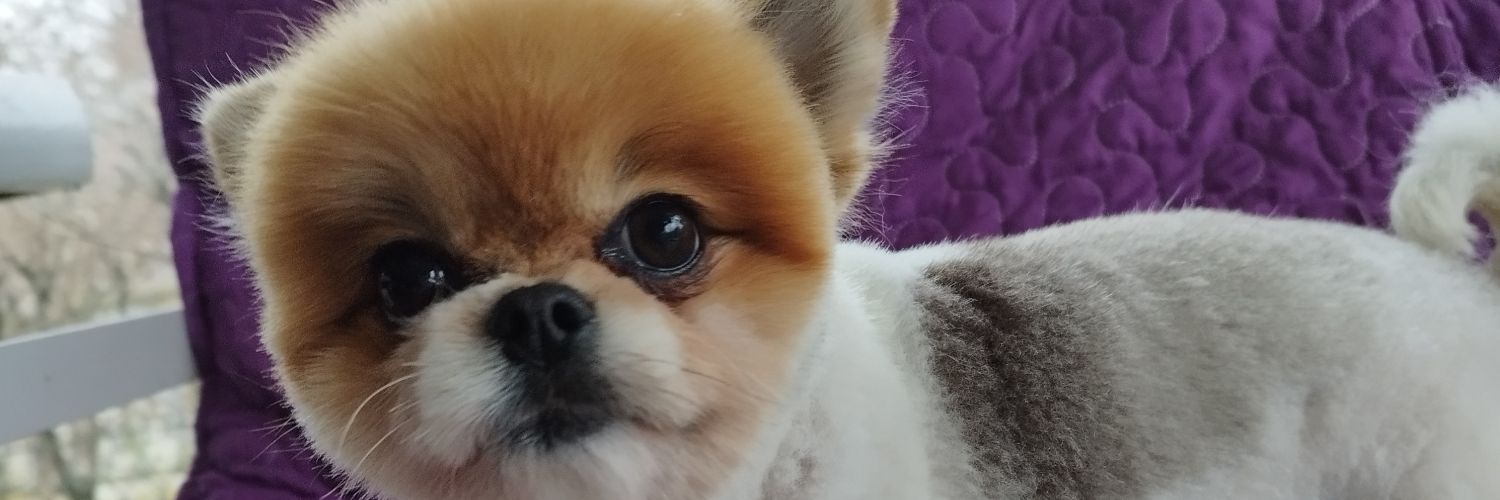 CapakovicN's profile banner image