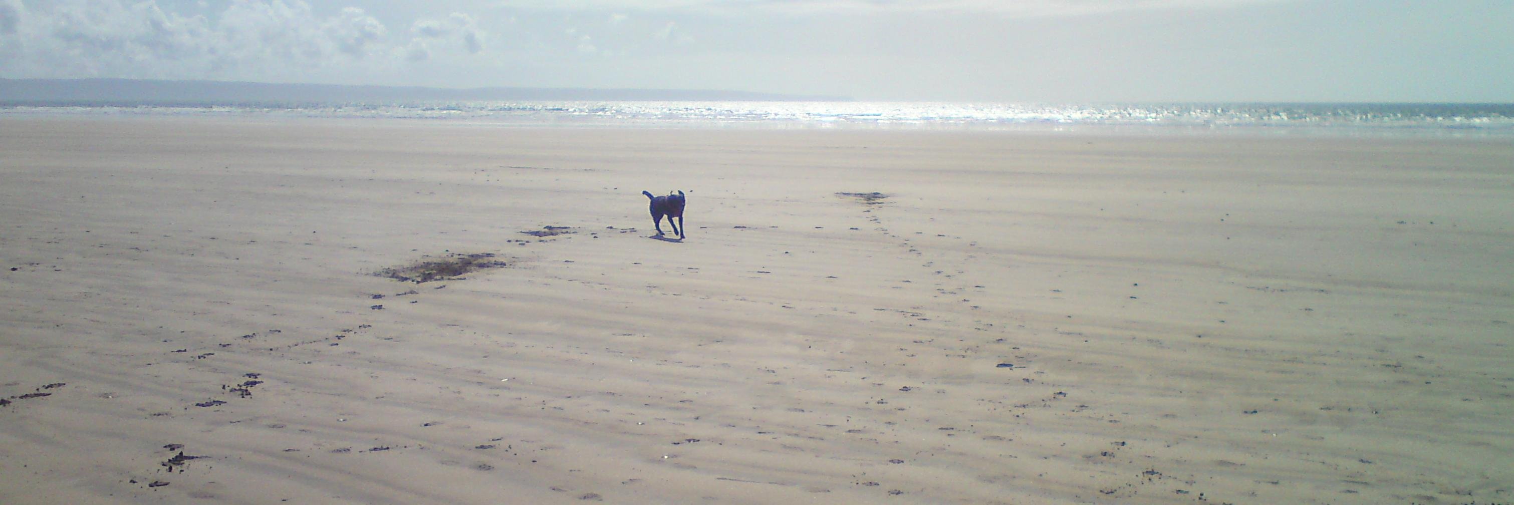 K9LovesCornwall's profile banner image