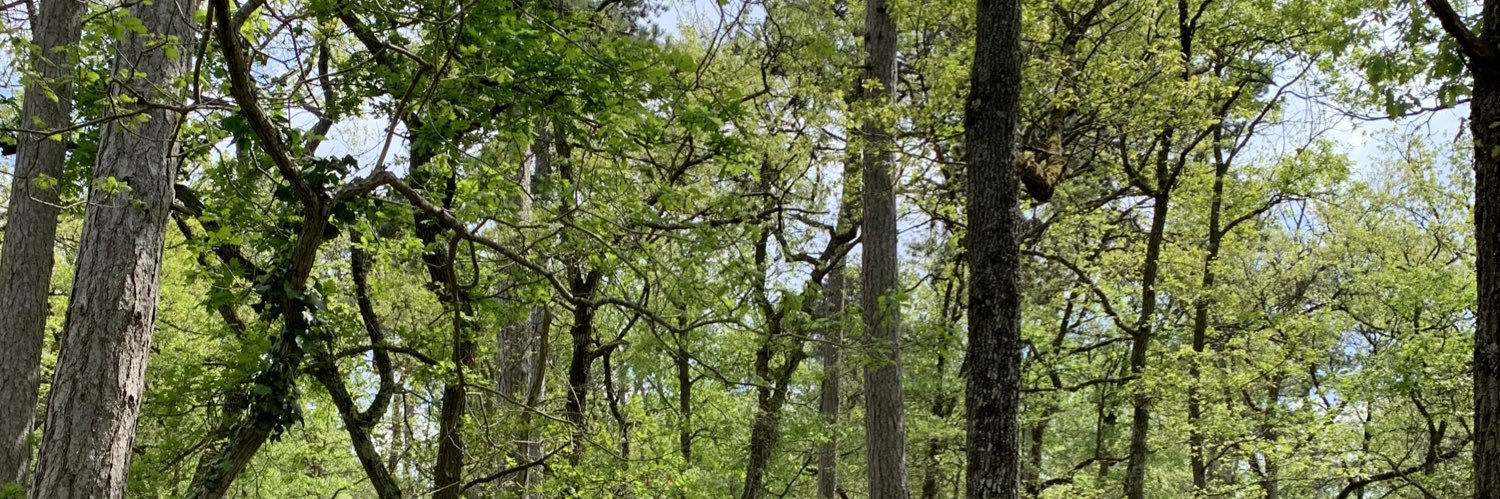 Charlotte Baelde banner