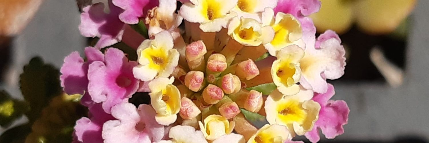 🄻🅄🄲í🄰 😊🤩😎 banner