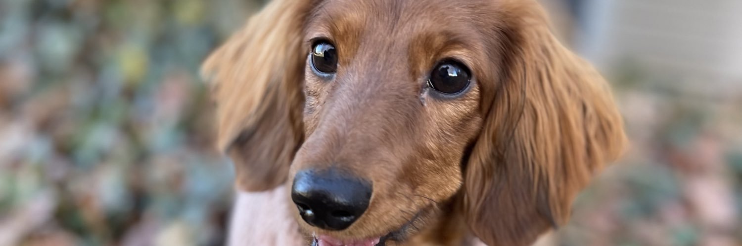 Caittcalhoun's profile banner image