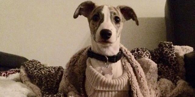 RyderTheWhippet's profile banner image