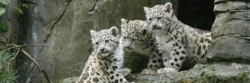 SnowLeopardMax's profile banner image