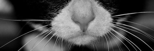 Nice724444's profile banner image