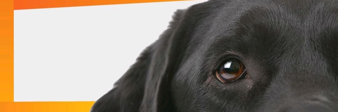 CastedoFernanda's profile banner image