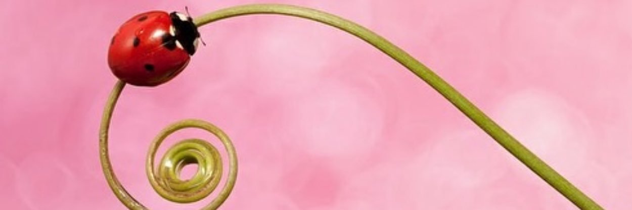 messiaeh's profile banner image
