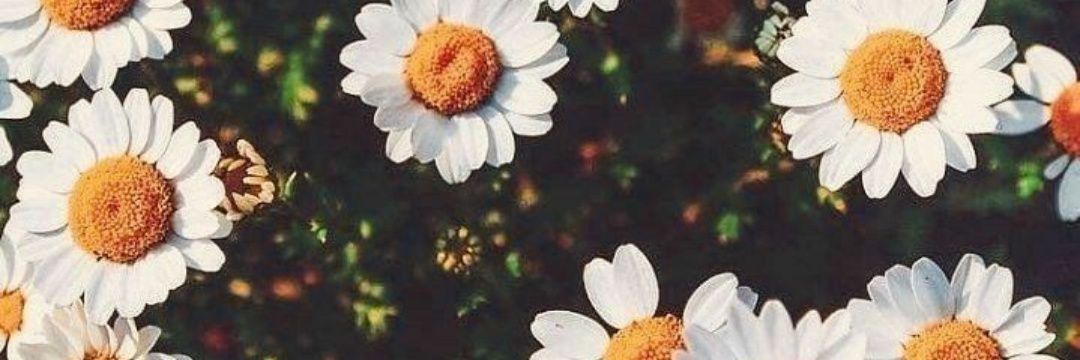 mariath_nova's profile banner image