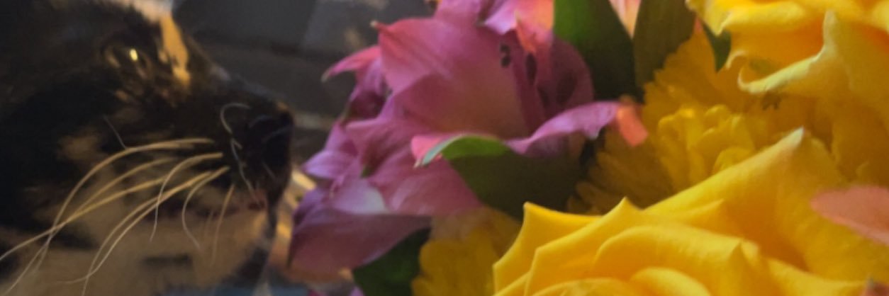 _rachelbean's profile banner image