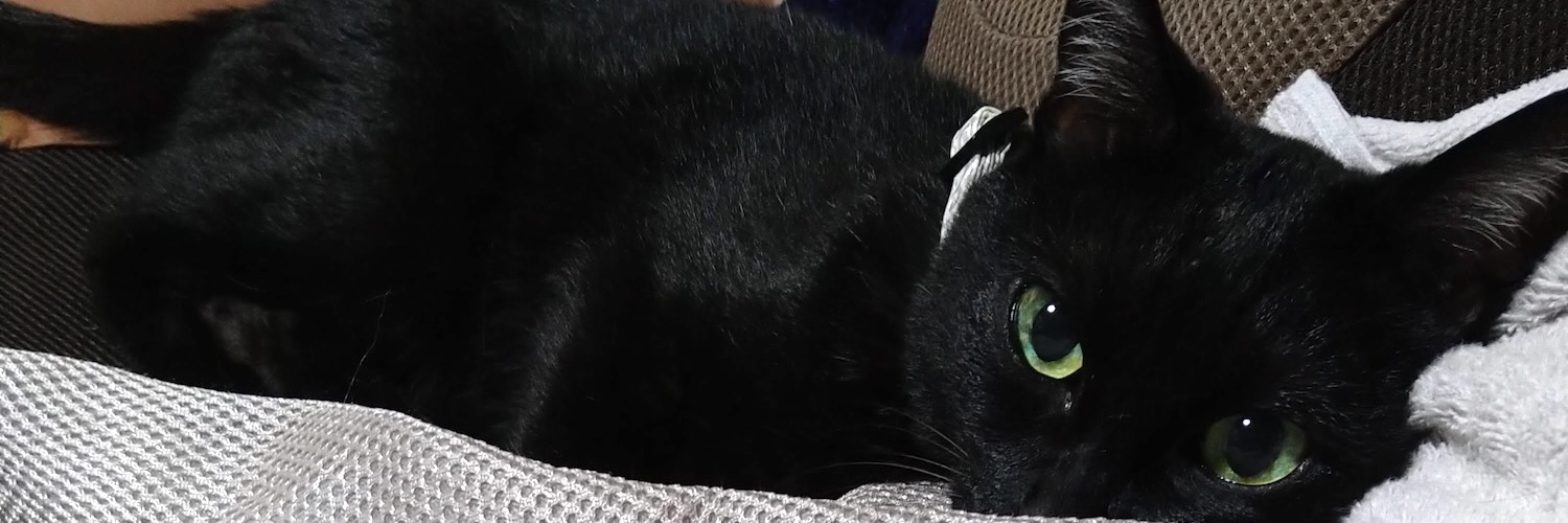 cattey_cat's profile banner image