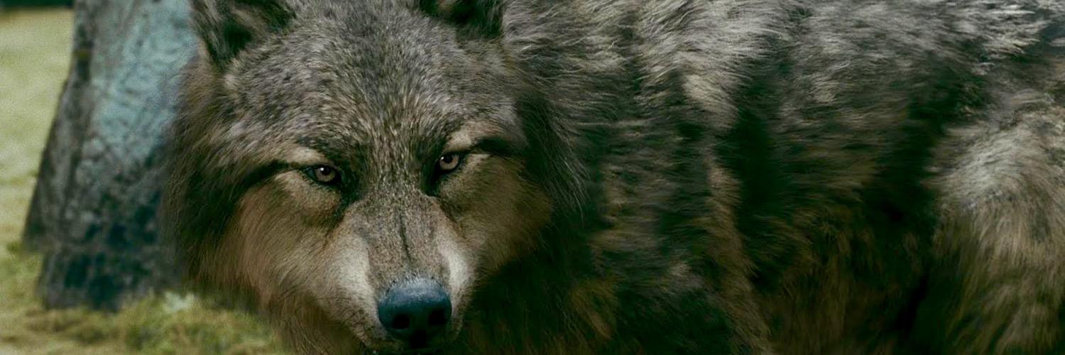 AngryCxnine's profile banner image