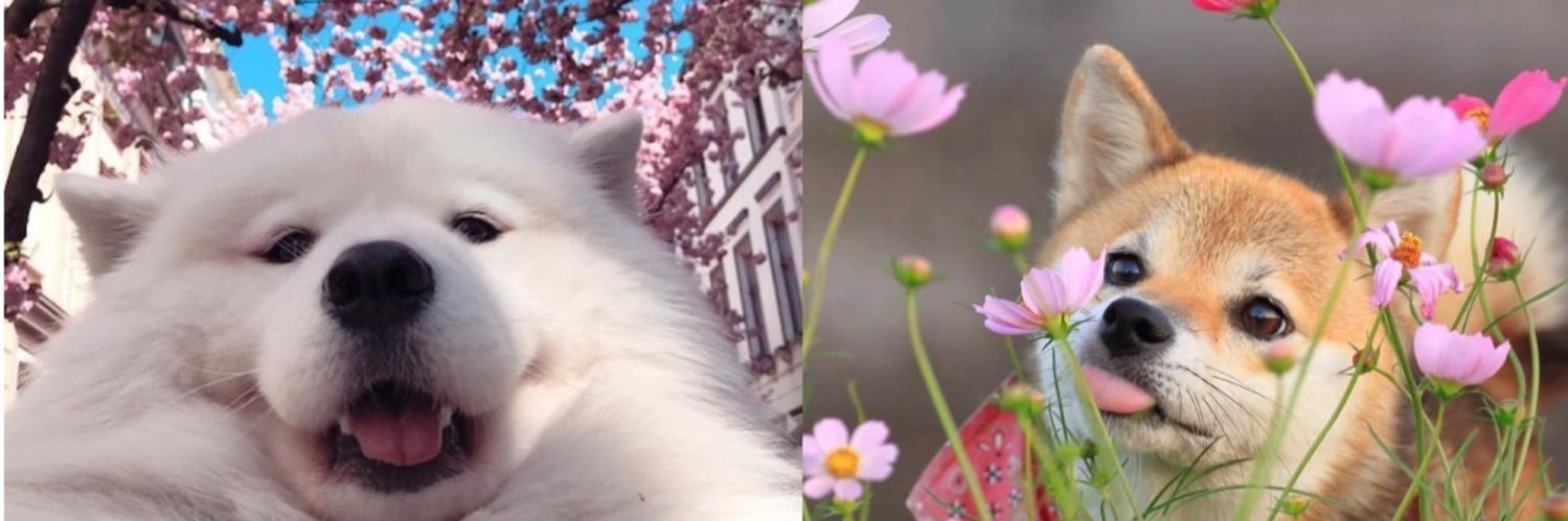 AllieFalli's profile banner image