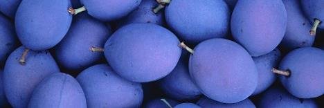 Damson Collection banner