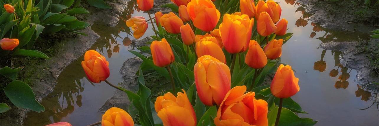 Jill Flanders banner