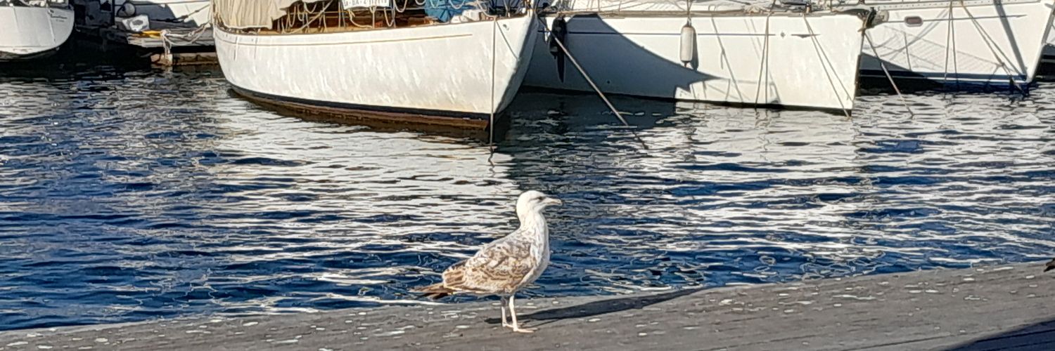 niradya ||*|| 🐈 banner