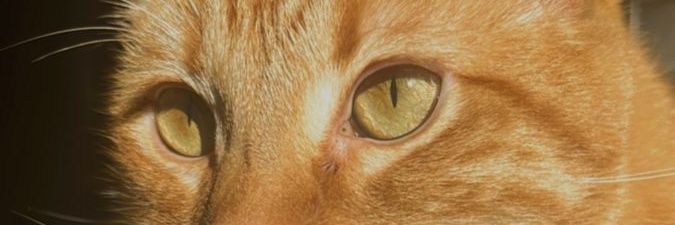annramz_'s profile banner image