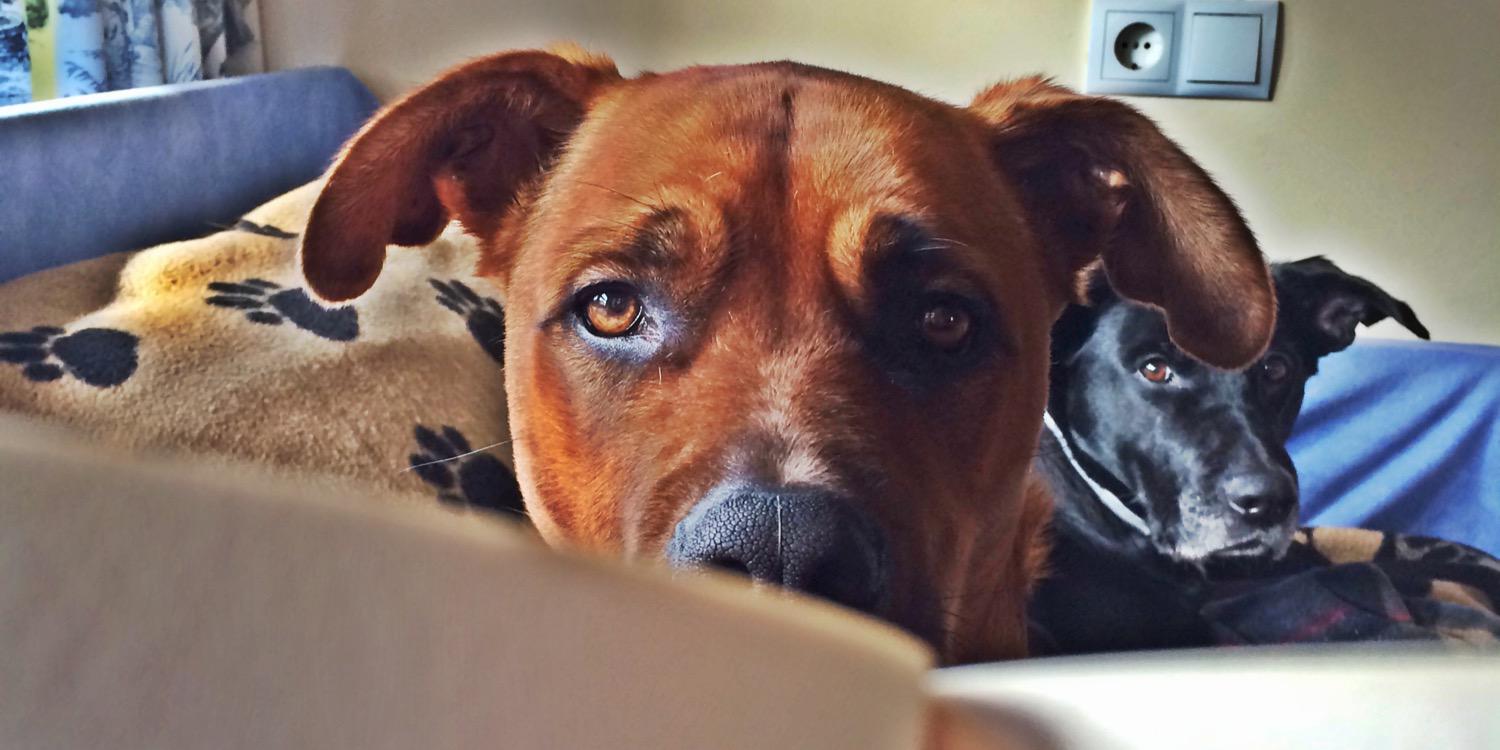 Ginger_TheBig's profile banner image