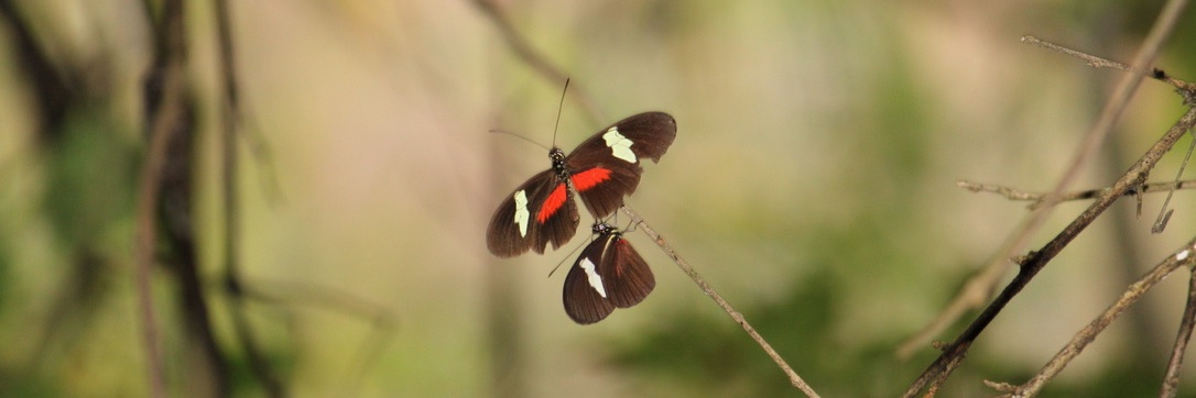 José Borrero banner