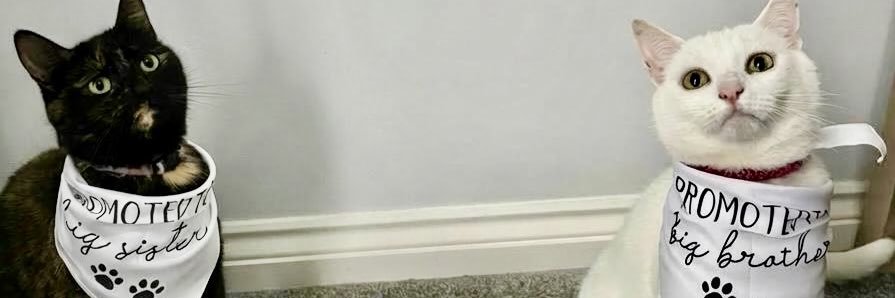 Troublemaker banner