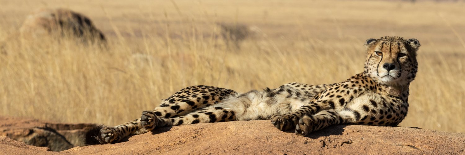 Cheetah Conservation Fund UK's banner