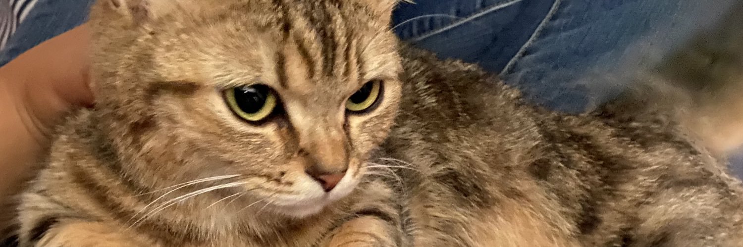 _to_mo_yo_'s profile banner image