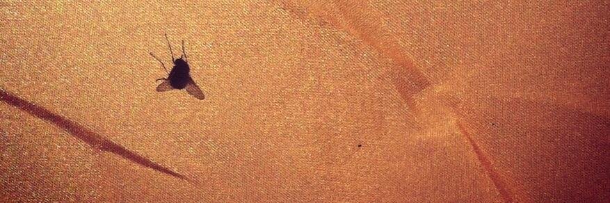 CaseyCallis's profile banner image