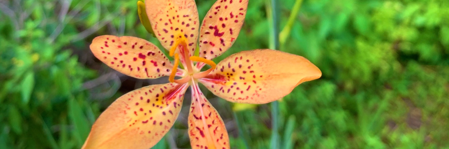 Stacey S DeLoye banner