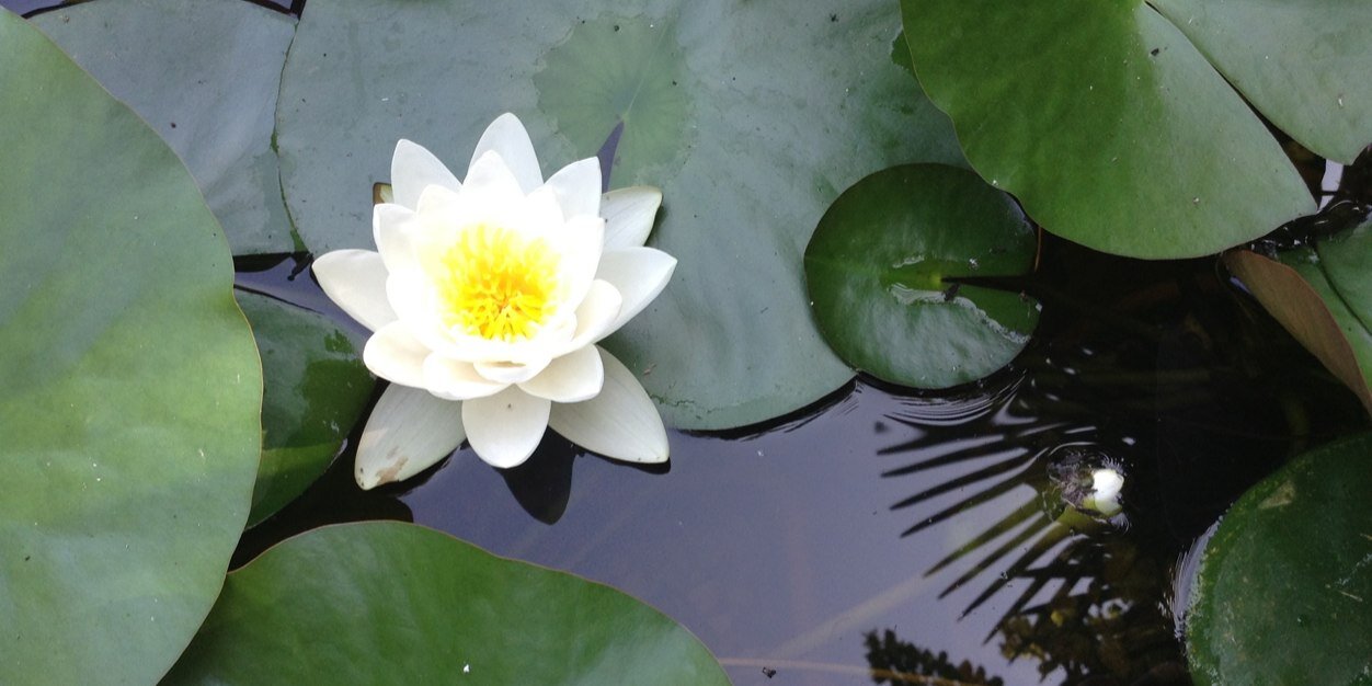 roberta bertero banner