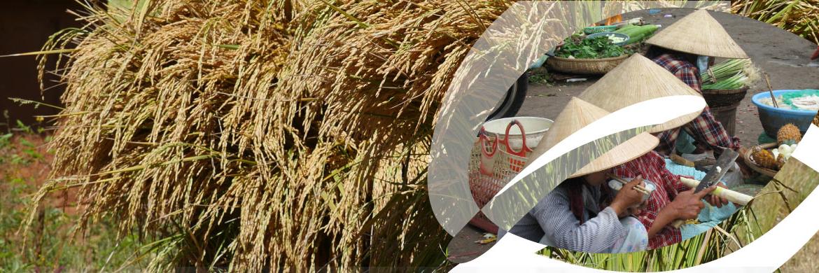 Agrofondation's profile banner image