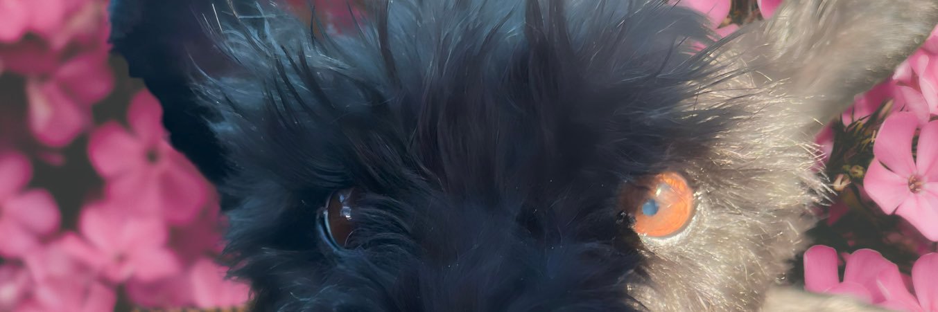 MelisaOlv's profile banner image