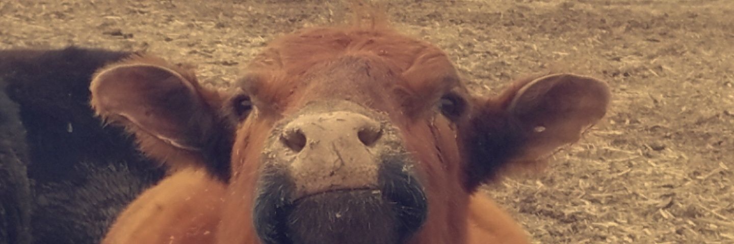 wingertkayla's profile banner image