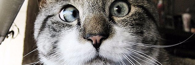 Dghonson's profile banner image