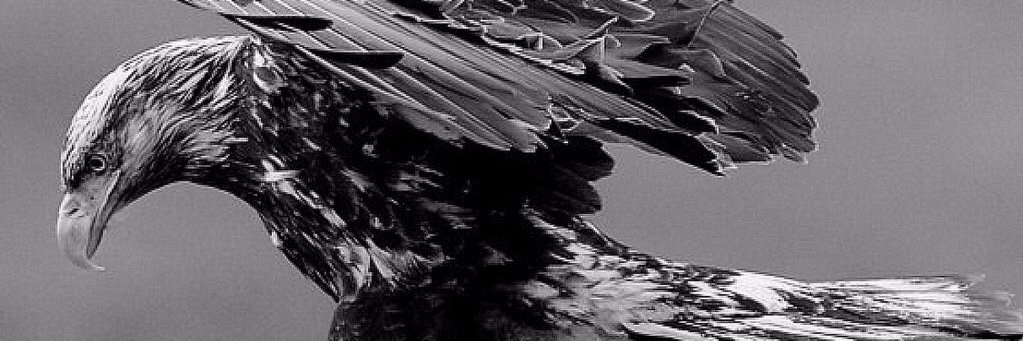 ekselans_bey's profile banner image