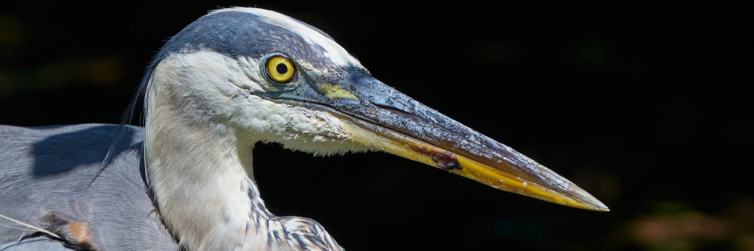 holyheron's profile banner image
