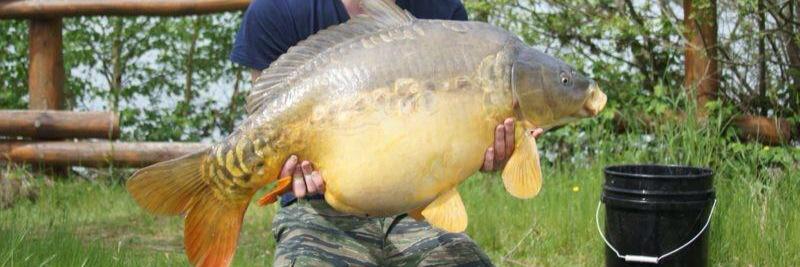 Fishing_Pellets's profile banner image