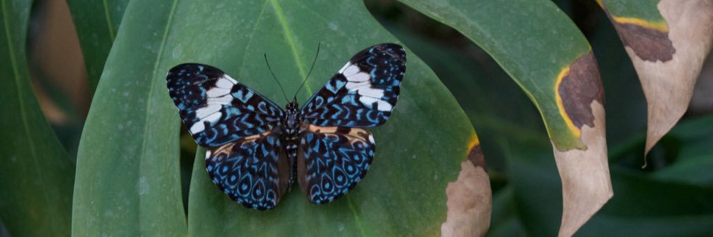 ButterflyBabeco's profile banner image