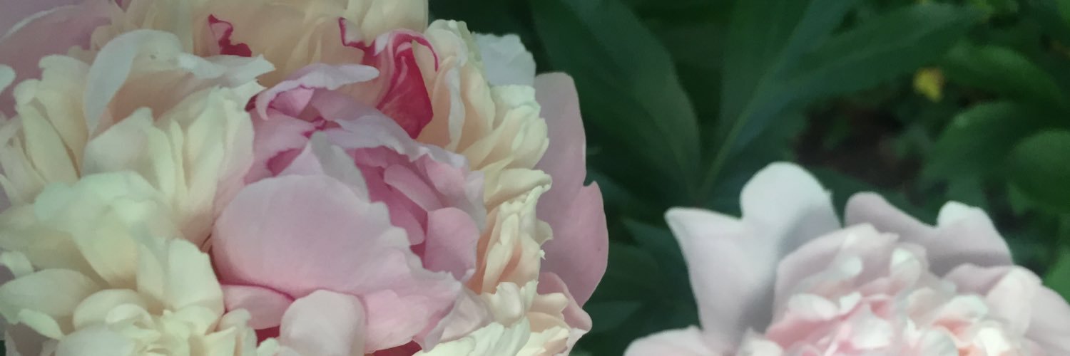 EvaSroka's profile banner image