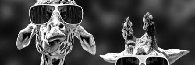 littlegibbe's profile banner image